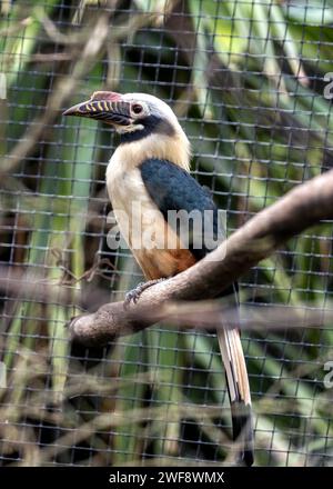 Majestueux Visayan Hornbill, Penelopides panini, s'envolant à travers les paysages luxuriants des Philippines, symbole de la conservation de la biodiversité. Banque D'Images