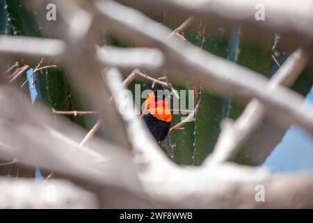 Le vibrant évêque rouge du Nord, Euplectes franciscanus, ajoute une touche de couleur aux prairies kenyanes. Banque D'Images