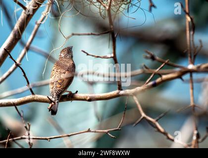 Charmant Finch coupé-gorge, Amadina fasciata, apportant de la couleur aux paysages de l'Afrique du Sud avec ses marques distinctives. Banque D'Images