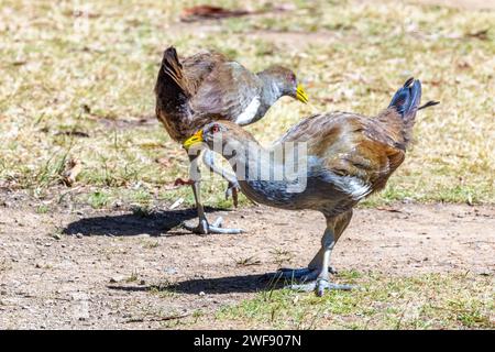 Un couple de Nativehens de Tasmanie, Tribonyx mortierii, un rail sans vol. Espèce d'oiseau endémique de Tasmanie, Australie. Banque D'Images