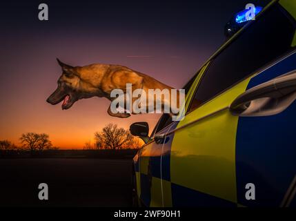 Chien de police malinois sautant de la fenêtre latérale d'une voiture de police (fourgon à chien) Banque D'Images