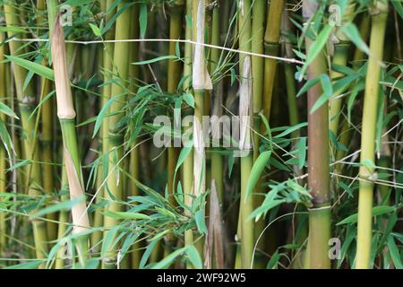 Gros plan de longues tiges de bambou vert vif Banque D'Images