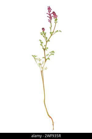 Plante fumitaire à fleurs denses isolée sur fond blanc, Fumaria densiflora Banque D'Images