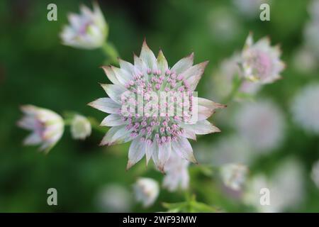 Gros plan de fleurs d'astrantia rose pâle Banque D'Images