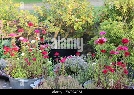 Baignoires galvanisées vintage utilisées comme récipients à plantes, remplies de fleurs de dianthus Banque D'Images