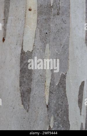 Gros plan de l'écorce grise d'eucalyptus Banque D'Images