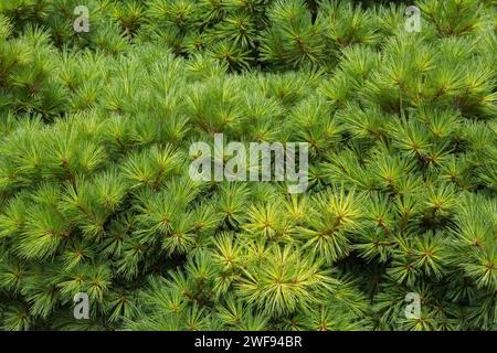 Pinus strobus 'Elkin's Dwarf - PIN blanc de l'est en été. Banque D'Images