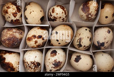 oeufs de caille disposés dans un récipient en papier Banque D'Images