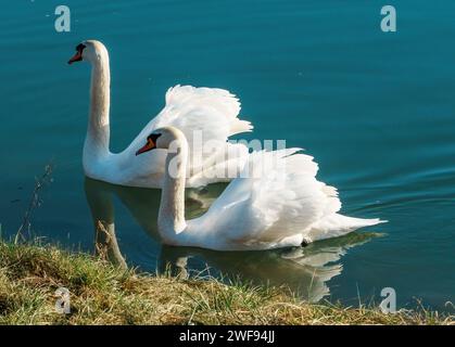 Deux élégants cygnes glissent gracieusement à travers la rivière, leurs becs élégamment entrelacés Banque D'Images