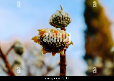 Edgeworthia chrysantha Lindl o Oriental Paperbush, Mitsumata boutons floraux inhabituels non ouverts dans le jardin de printemps. Plantes en fleurs au printemps Macro nature Banque D'Images