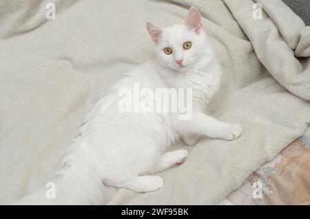 Chat moelleux blanc chic de race angora turque, se trouve sur le lit Banque D'Images
