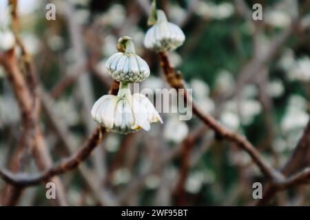 Edgeworthia chrysantha Lindl o Oriental Paperbush, Mitsumata boutons floraux inhabituels non ouverts dans le jardin de printemps. Plantes en fleurs au printemps Macro nature Banque D'Images