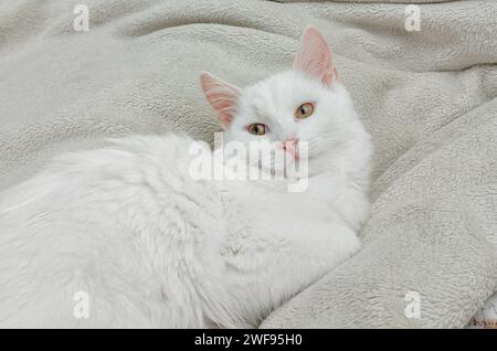 Chat moelleux blanc chic de race angora turque, se trouve sur le lit Banque D'Images