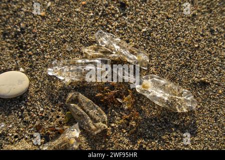 Salpa fusiformis, salpe commune, planctonique sp.chain de salp, lavé sur la plage, Espagne. Banque D'Images