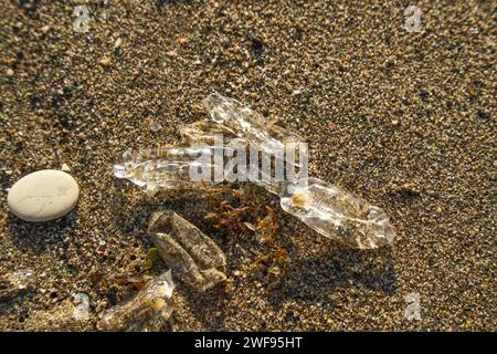 Salpa fusiformis, salpe commune, planctonique sp.chain de salp, lavé sur la plage, Espagne. Banque D'Images