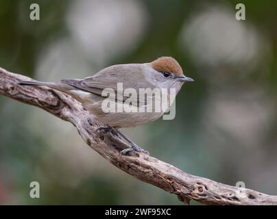 Femelle Blackcap, (Sylvia atricapilla) femelle dans le jardin, Espagne. Banque D'Images