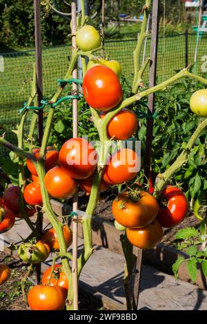 Lycopersicon esculentum - plante de tomate dans le potager en été. Banque D'Images