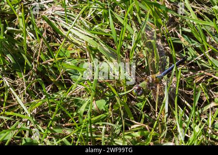 Anisoptera adulte - libellule au repos dans un champ herbeux à la fin de l'été. Banque D'Images