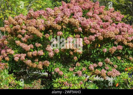 Hydrangea paniculata 'Grandiflora' - PeeGee Hydrangea avec des têtes de fleurs roses et fanées en automne. Banque D'Images