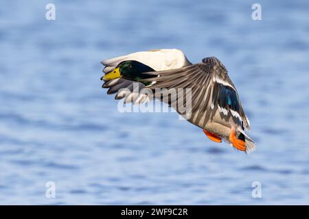 Mallard Drake décolle de l'eau Banque D'Images