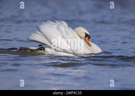 Couper le son du cygne en mode attaque Banque D'Images