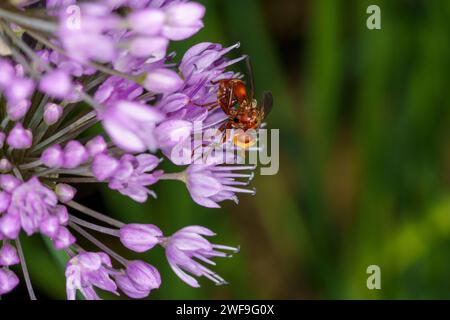 Sicus ferrugineus famille Conopidae Genus Sicus Ferruginous Bee-Grabber mouche mouche mouche nature insecte papier peint, image, photographie Banque D'Images