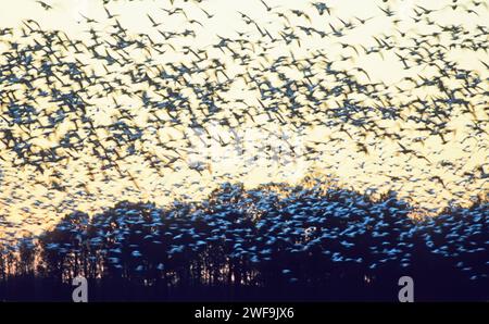 Un grand nombre d'oies des neiges volent à la réserve naturelle nationale de Bombay Hook Banque D'Images