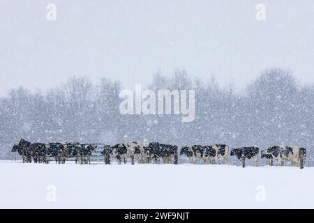 Bovins Holstein sur une ferme amish pendant une tempête de neige hivernale dans le comté de Mecosta, Michigan, États-Unis Banque D'Images