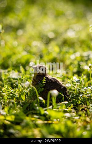 Un bébé oiseau noir commun est tombé de son nid caché dans l'herbe jaune verte. Banque D'Images