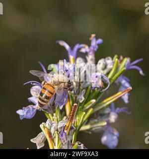 Abeille collectant le nectar des fleurs de lavande violette vibrante Banque D'Images