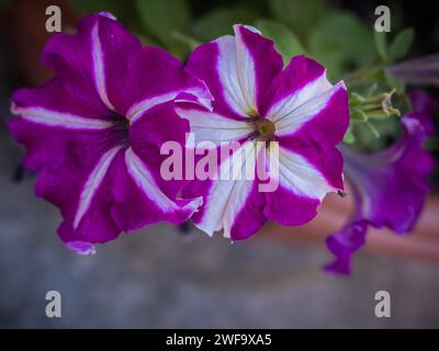 Pétunias rayées violettes et blanches éclatantes fleurissant dans un jardin Banque D'Images