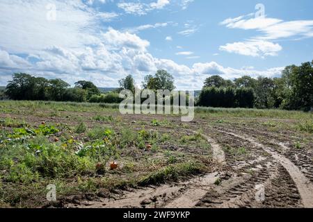 Paysage avec un champ de citrouilles presque vide, situé à côté du cimetière d'Auvers sur Oise, France, où Vincent van Gogh a passé une partie de sa vie Banque D'Images