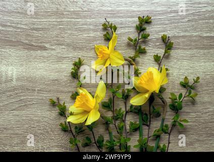 Bouquet délicat lumineux de grandes jonquilles jaunes Banque D'Images