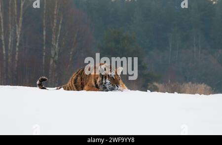 Tigre de Sibérie, Panthera tigris altaica dans une taïga remplie de neige, Animal Relax sur la neige Banque D'Images