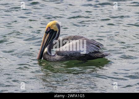 Pélican brun (Pelecanus occidentalis) nageant dans l'océan sur l'île d'Aruba. Ailes partiellement écartées. Banque D'Images