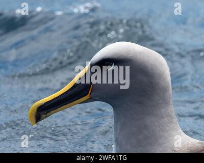 Albatros de Buller, Thalassarche bulleri platei, en mer aux îles Chatham, en Nouvelle-Zélande Banque D'Images