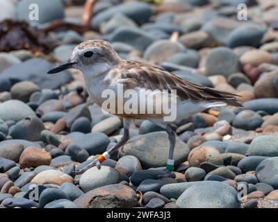 Dotterel à poitrine rouge, Anarhynchus obscurus aquilonius, oiseau bagué sur l'île Motutapu, Nouvelle-Zélande Banque D'Images