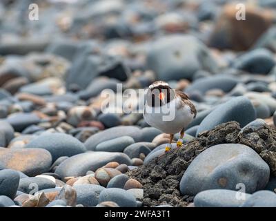 Pluvier côtier, Tuturuatu, Charadrius novaeseelandiae, espèce menacée sur l'île de Motutapu, Nouvelle-Zélande Banque D'Images