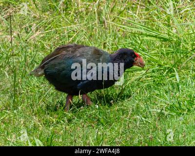 South Island Takahe, Porphyrio hochstetteri, un oiseau endémique sans vol trouvé en Nouvelle-Zélande Banque D'Images