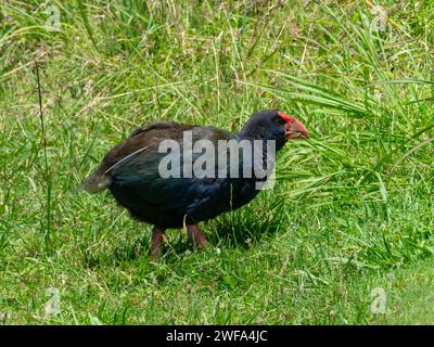 South Island Takahe, Porphyrio hochstetteri, un oiseau endémique sans vol trouvé en Nouvelle-Zélande Banque D'Images