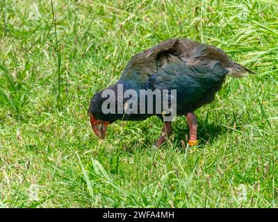 South Island Takahe, Porphyrio hochstetteri, un oiseau endémique sans vol trouvé en Nouvelle-Zélande Banque D'Images