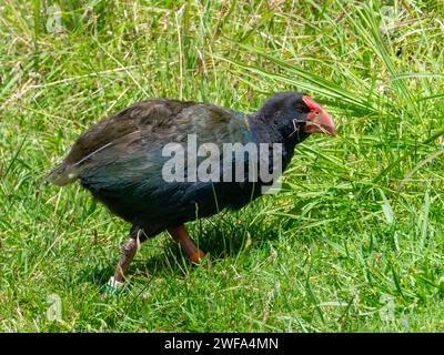 South Island Takahe, Porphyrio hochstetteri, un oiseau endémique sans vol trouvé en Nouvelle-Zélande Banque D'Images