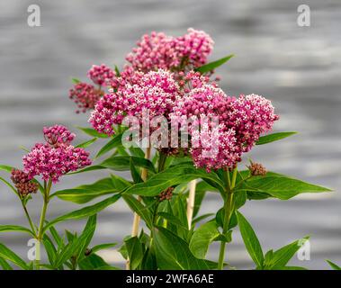 Un groupe de fleurs d'herbe à marécage au plus fort de leur saison de floraison au milieu de l'été. Banque D'Images