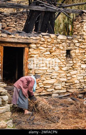 Une femme bhoutanaise ramasse du bois carbonisé devant sa maison en pierre après que sa cuisine ait pris feu, dans la vallée de Bumthang, au Bhoutan, en Asie Banque D'Images