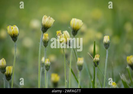 Champ grouillant de marguerites jaunes au milieu d'un cadre verdoyant, les longues tiges vertes minces soutiennent les fleurs et les bourgeons qui semblent frapper contre le bl Banque D'Images