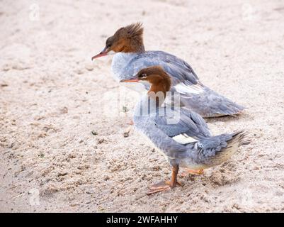 Deux mergansiers communs (Mergus merganser merganser), femelles et juvéniles, se tenant côte à côte et reposant sur une plage de sable, le lac Schweri Banque D'Images