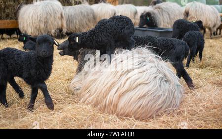 Heidschnucken à cornes grises (Ovis gmelini aries) ou Lueneburger Heidschnucken, troupeau dans une étable avec plancher de paille, agneaux nouveau-nés à fourrure noire Banque D'Images