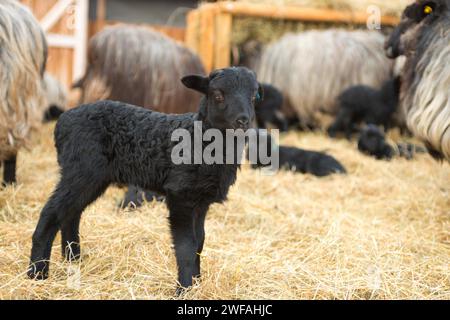 Agneau noir nouveau-né debout sur la paille, Heidschnucken à cornes grises (Ovis gmelini aries) ou Lueneburger Heidschnucken, plusieurs barrages avec tête sombre et Banque D'Images