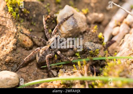 La tarentule (Alopecosa accentuata) chasse dans son habitat naturel sur un sol sablonneux entre mousse, herbe et pierres, vue macro, gros plan Banque D'Images