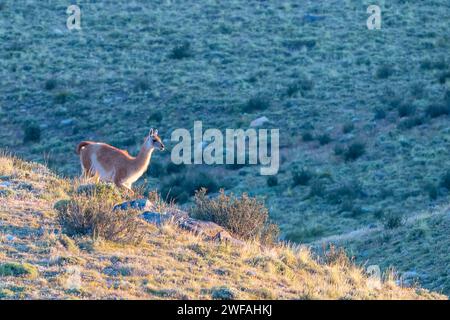 Guanaco (Llama guanicoe), Huanako, Parc National Torres del Paine, Patagonie, bout du monde, Chili Banque D'Images